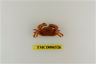 藏品(絨毛折顎蟹)的圖片